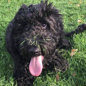 Meet your Posher, Logan